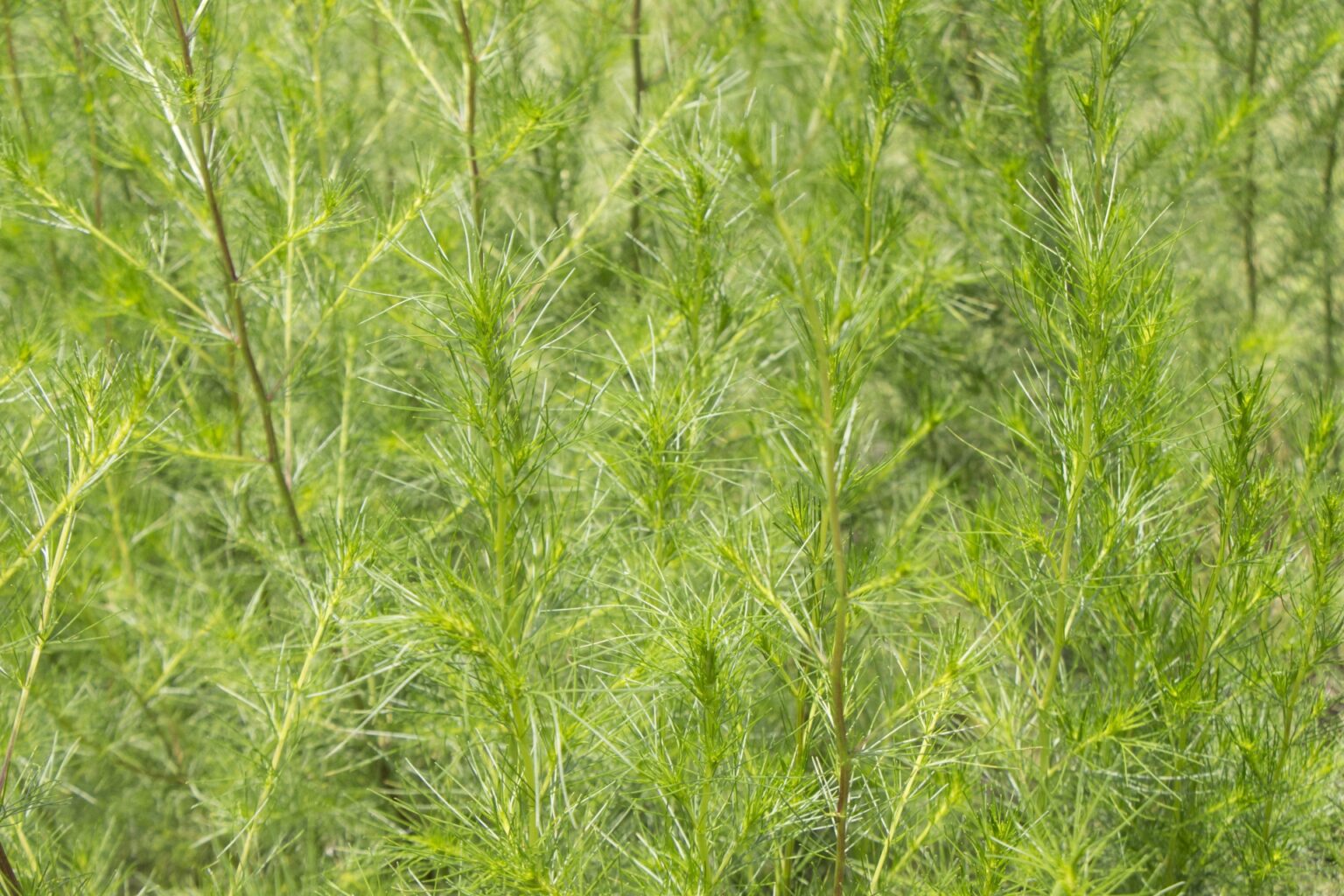 アザミが食べられる?種類や食べ方の紹介【食べられる山野草】 | クラシリカ。