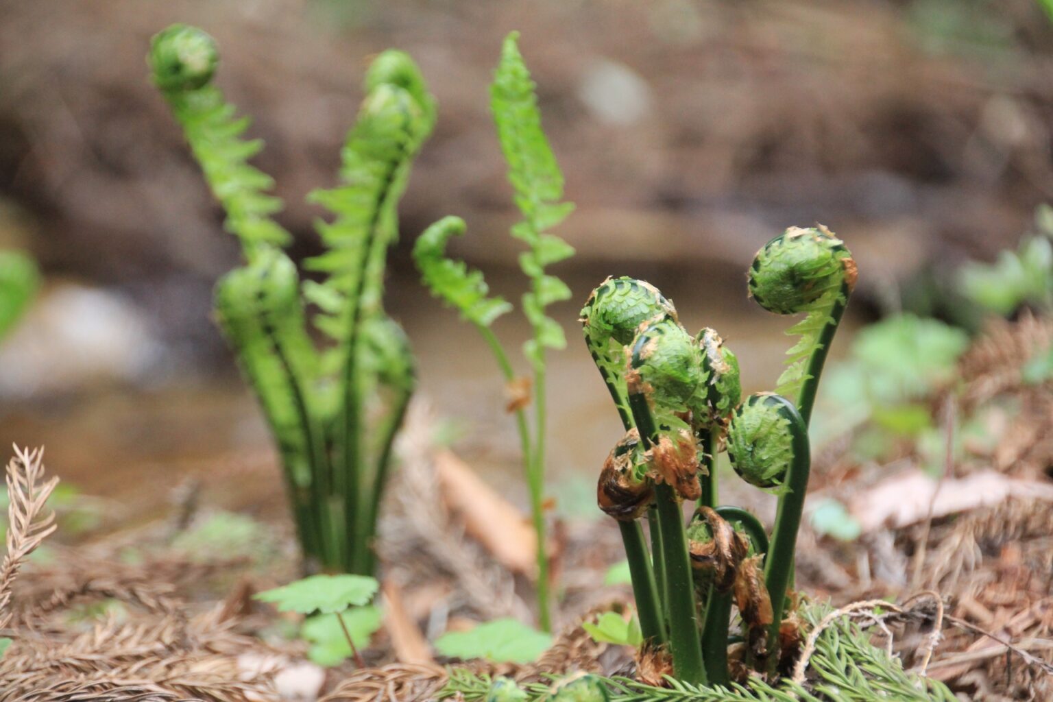 身近な雑草ノゲシは食べられる?採取と食べ方【食べられる山野草】 | クラシリカ。