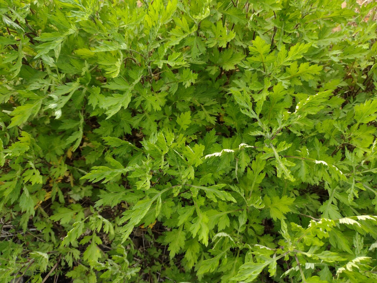 草餅だけじゃない、ヨモギの食べ方と楽しみ方【食べられる山野草】 | クラシリカ。