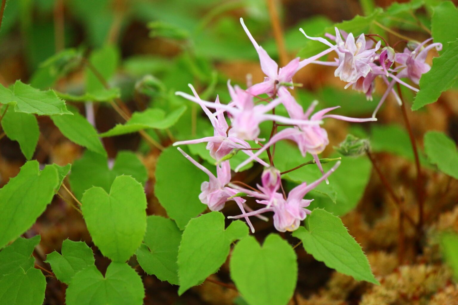山菜の定番ワラビ 採取と食べ方【食べられる山野草】 | クラシリカ。