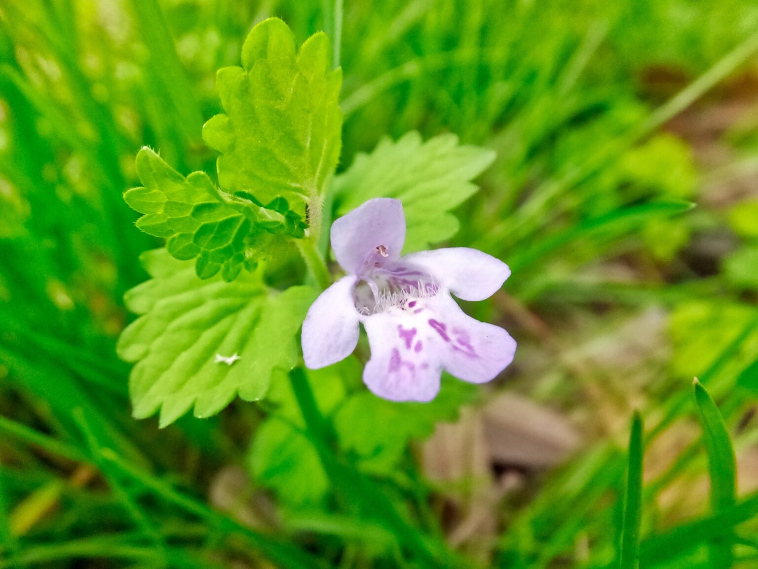 身近な雑草ノゲシは食べられる?採取と食べ方【食べられる山野草】 | クラシリカ。