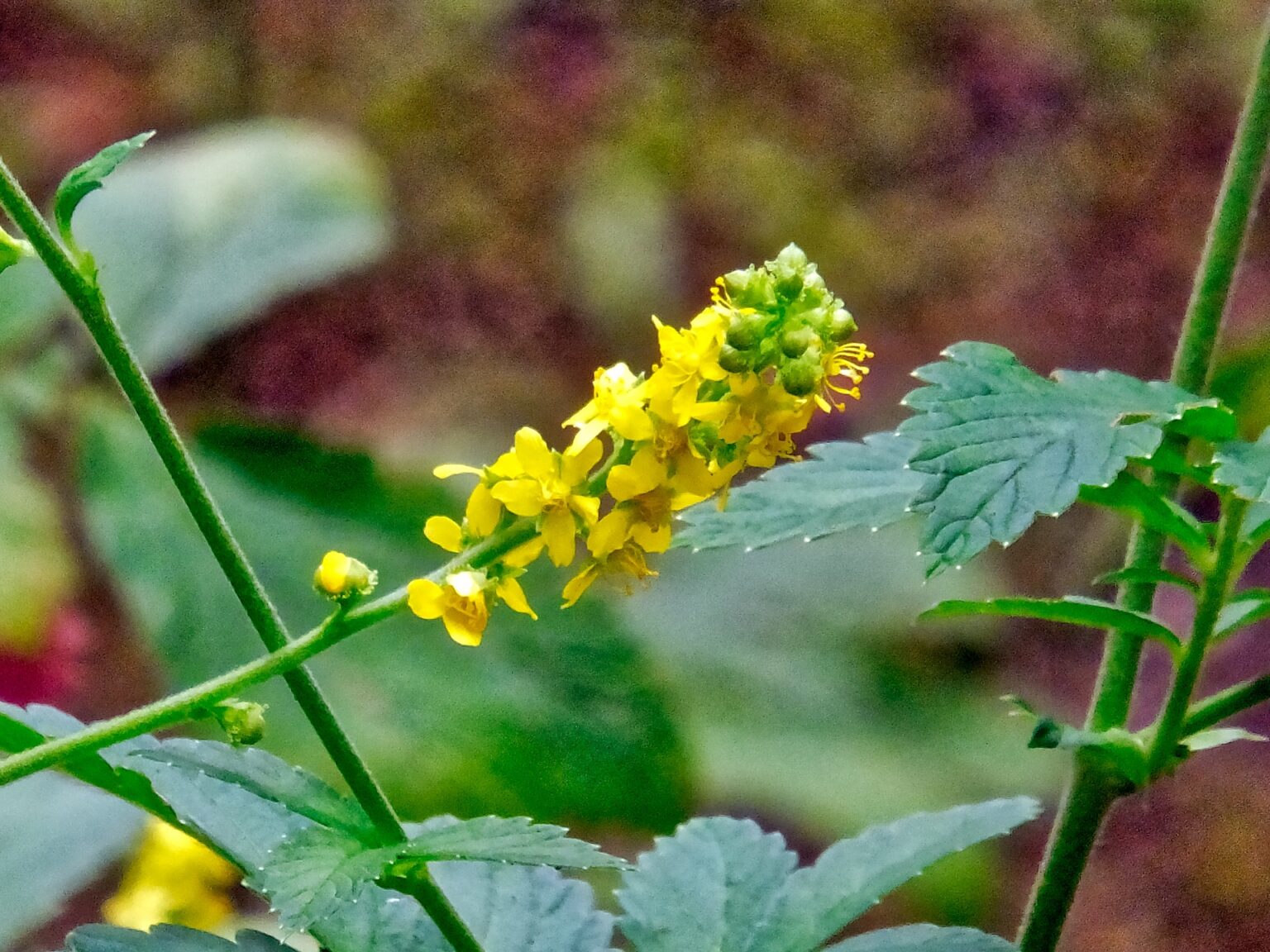 水生植物 ヒシの採取と食べ方【食べられる山野草】 | クラシリカ。
