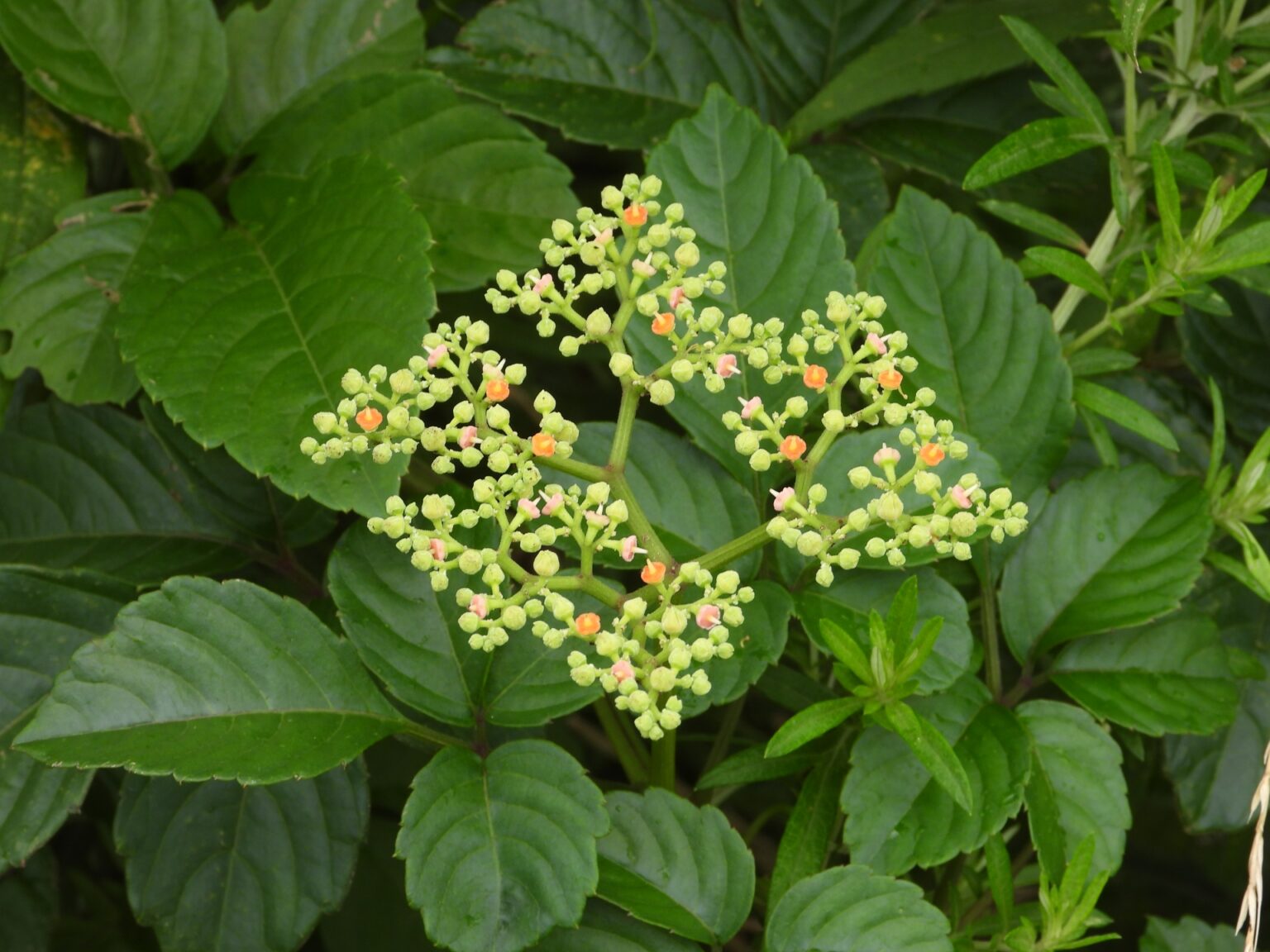 飢饉の食糧 リョウブの採取と食べ方【食べられる山野草】 | クラシリカ。