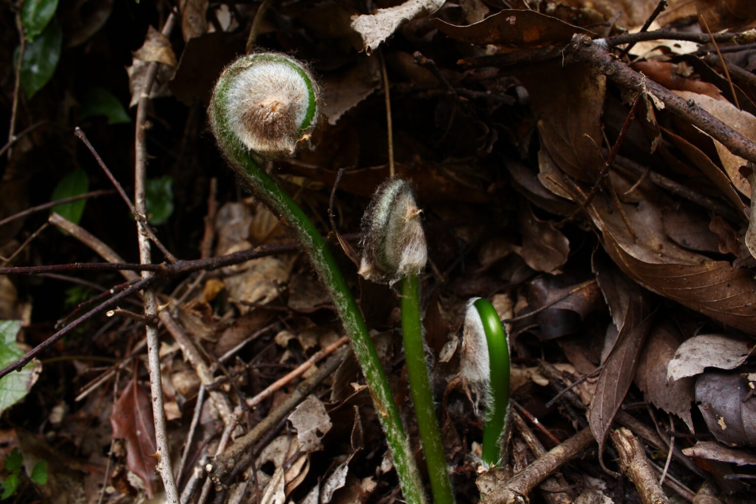 田舎の子は知っている?イタドリのことと食べ方【食べられる山野草】 | クラシリカ。