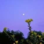 夏の夜の風物詩マツヨイグサの食べ方【食べられる山野草】