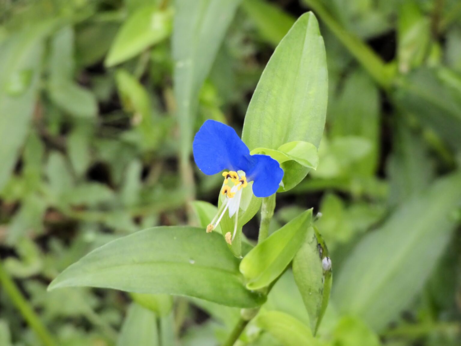 日本食に不可欠 天然ワサビの採取と食べ方【食べられる山野草】 | クラシリカ。