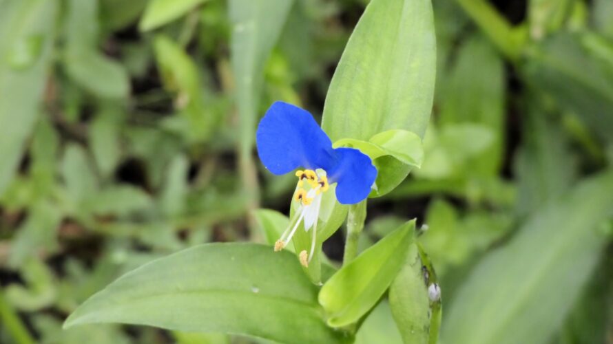 梅雨に映える青い花 ツユクサの食べ方【食べられる山野草】