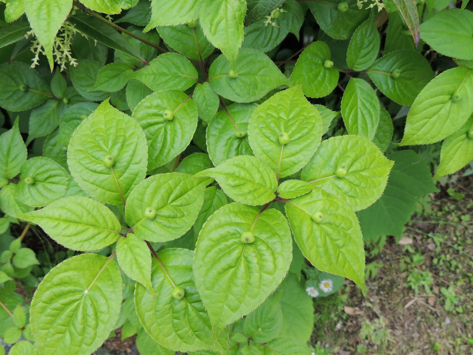 七草粥だけじゃない、ハコベをもっと味わう食べ方【食べられる山野草】 | クラシリカ。