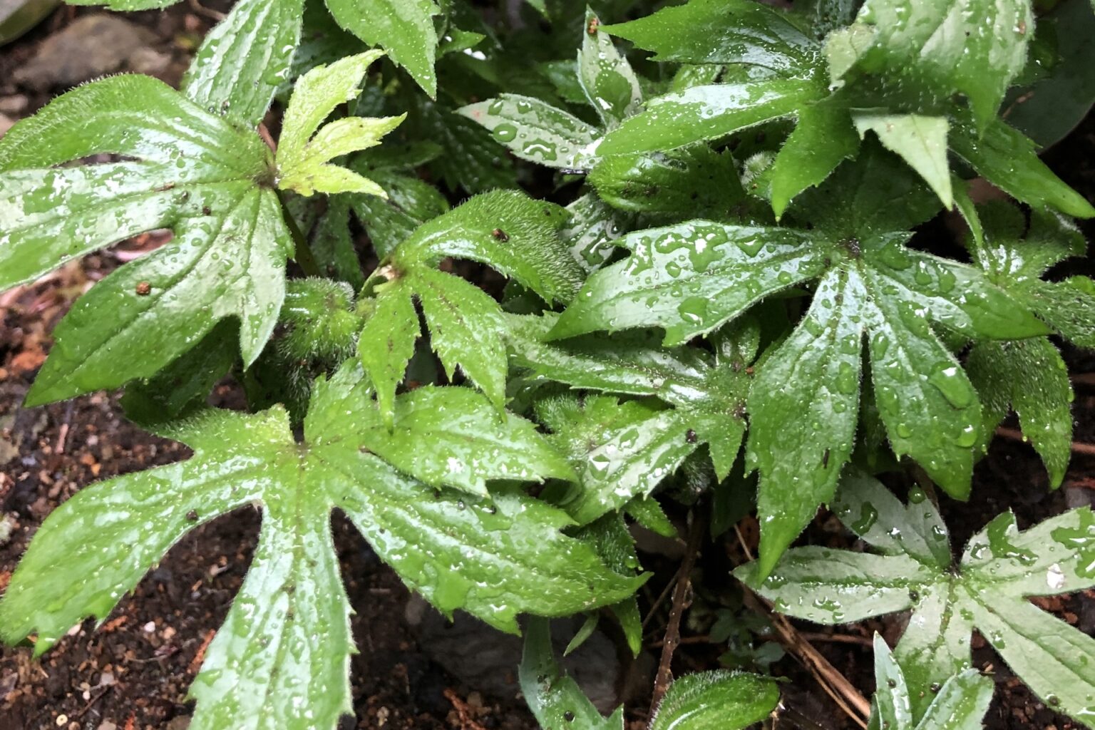 ウコギのおいしい食べ方【食べられる山野草】 | クラシリカ。