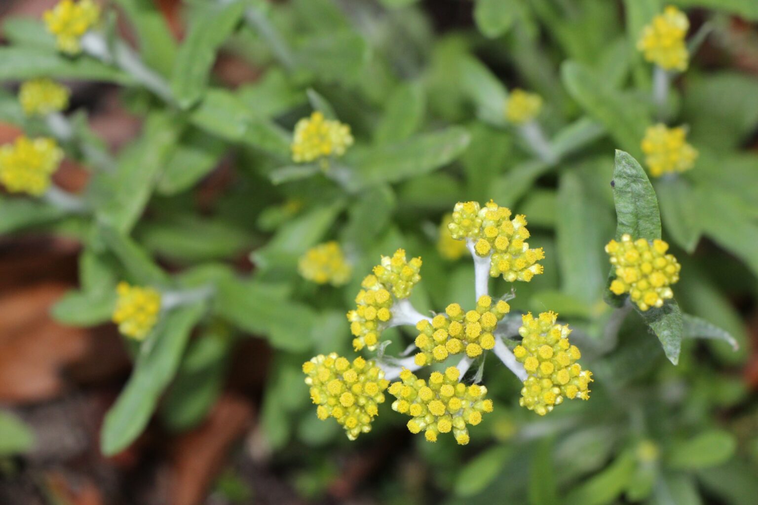 ウコギのおいしい食べ方【食べられる山野草】 | クラシリカ。