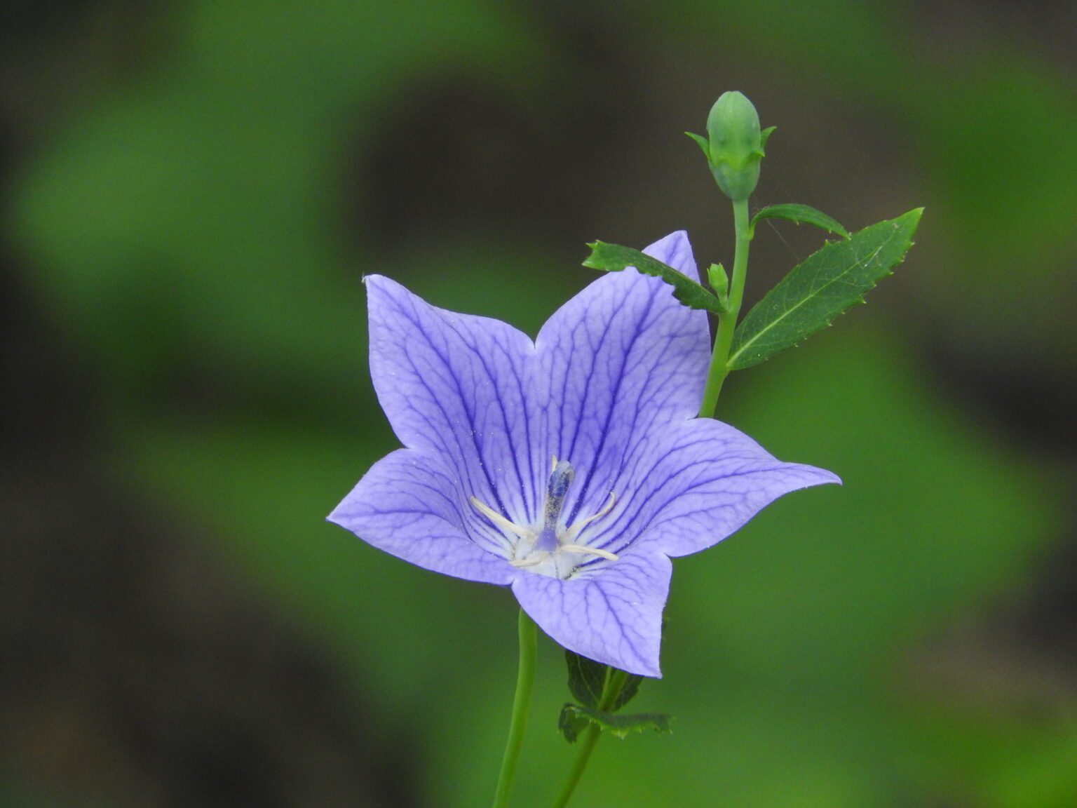 キキョウは食べられる?その方法は?【食べられる山野草】 | クラシリカ。