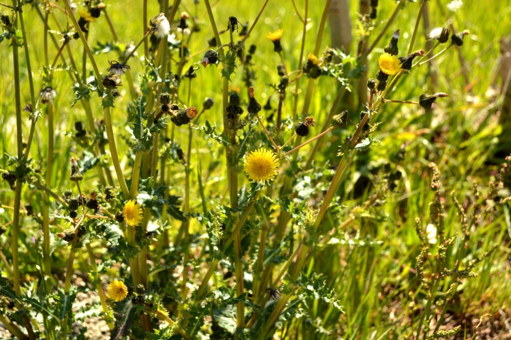 身近な雑草ノゲシは食べられる 採取と食べ方 食べられる山野草 クラシリカ