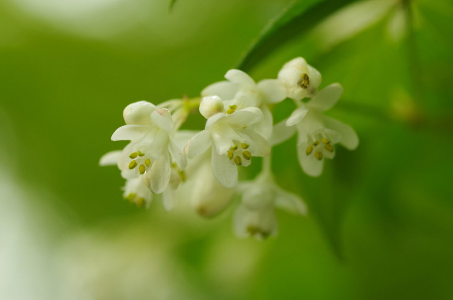 アザミが食べられる?種類や食べ方の紹介【食べられる山野草】 | クラシリカ。