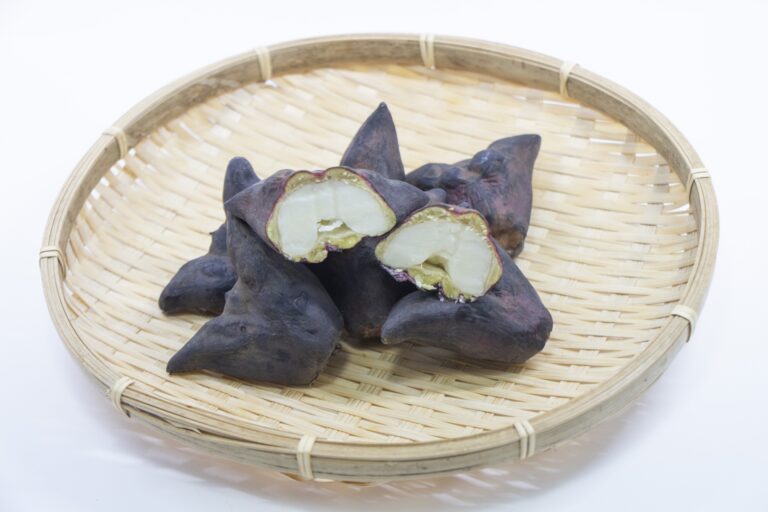 水生植物 ヒシの採取と食べ方【食べられる山野草】 | クラシリカ。