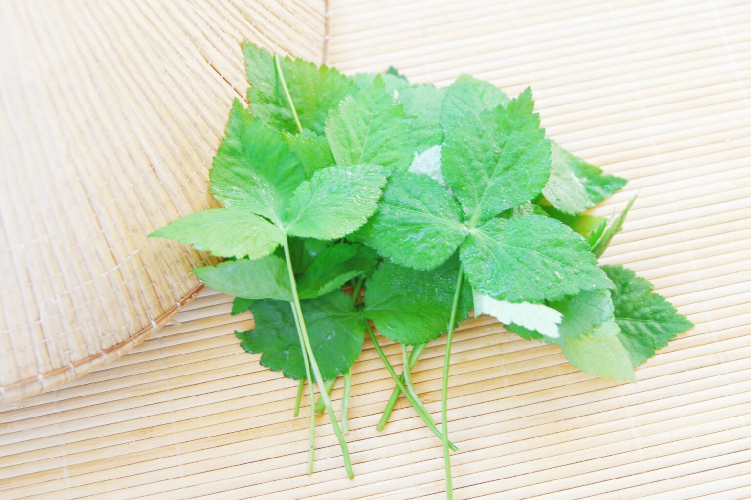 ウコギのおいしい食べ方【食べられる山野草】 | クラシリカ。