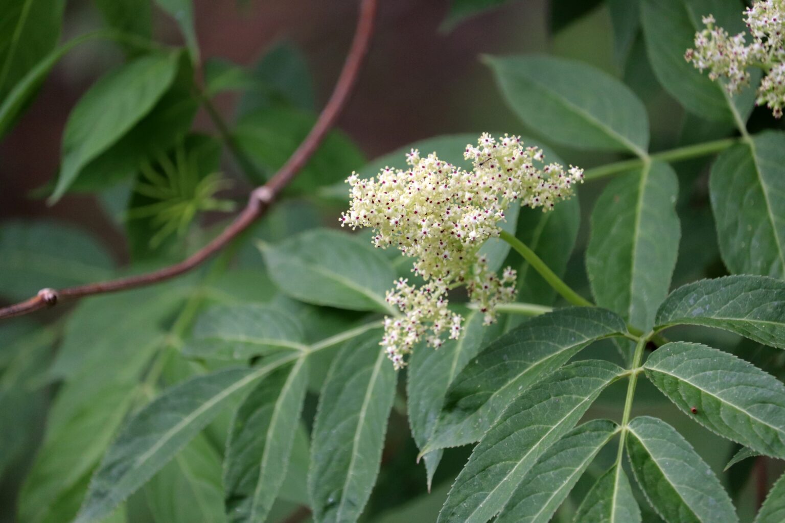 繊細な葉と可憐な花 シャクの採取と食べ方【食べられる山野草】 | クラシリカ。