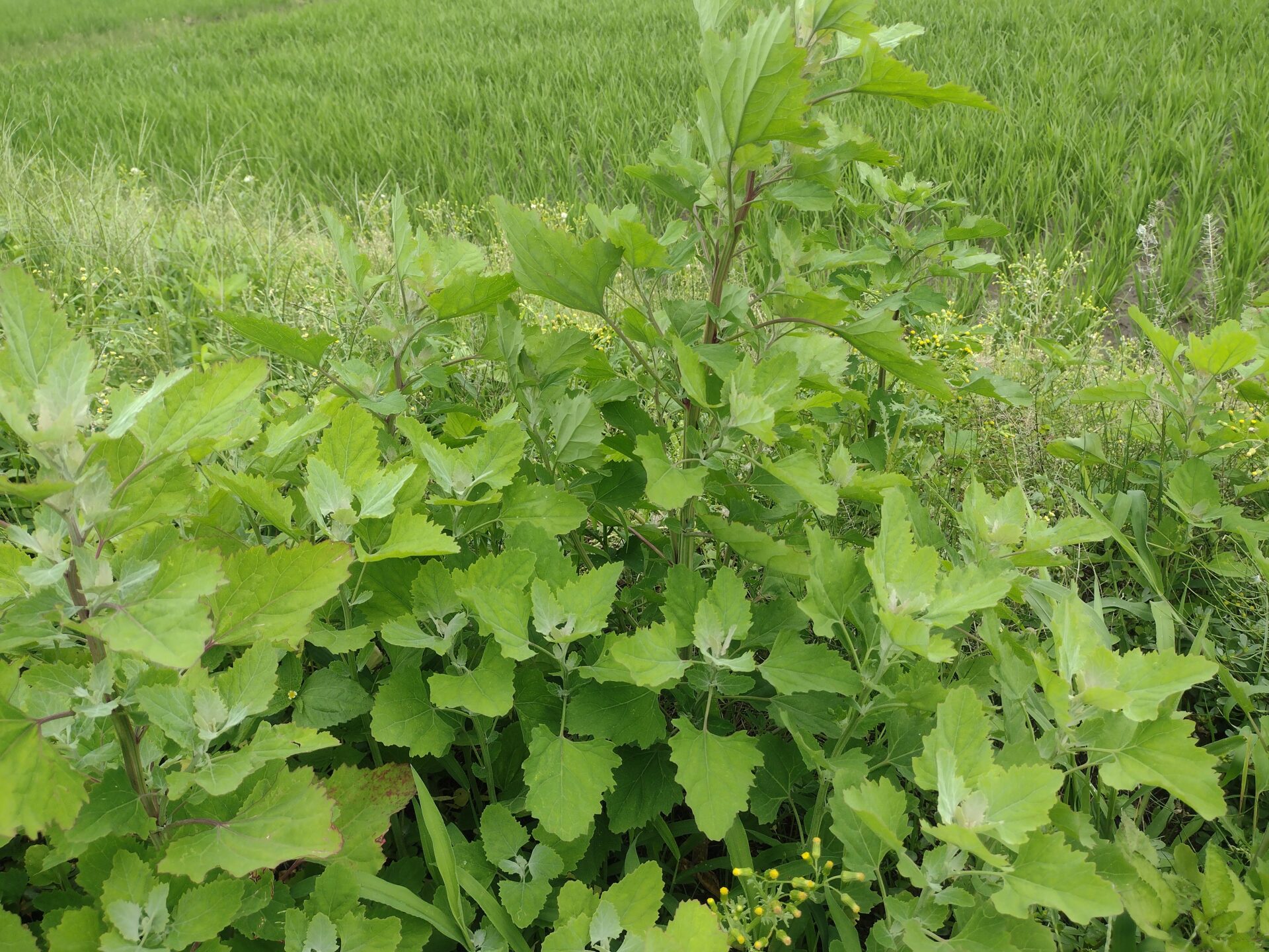 シロザは栽培されていた?採取と食べ方【食べられる山野草】 | クラシリカ。