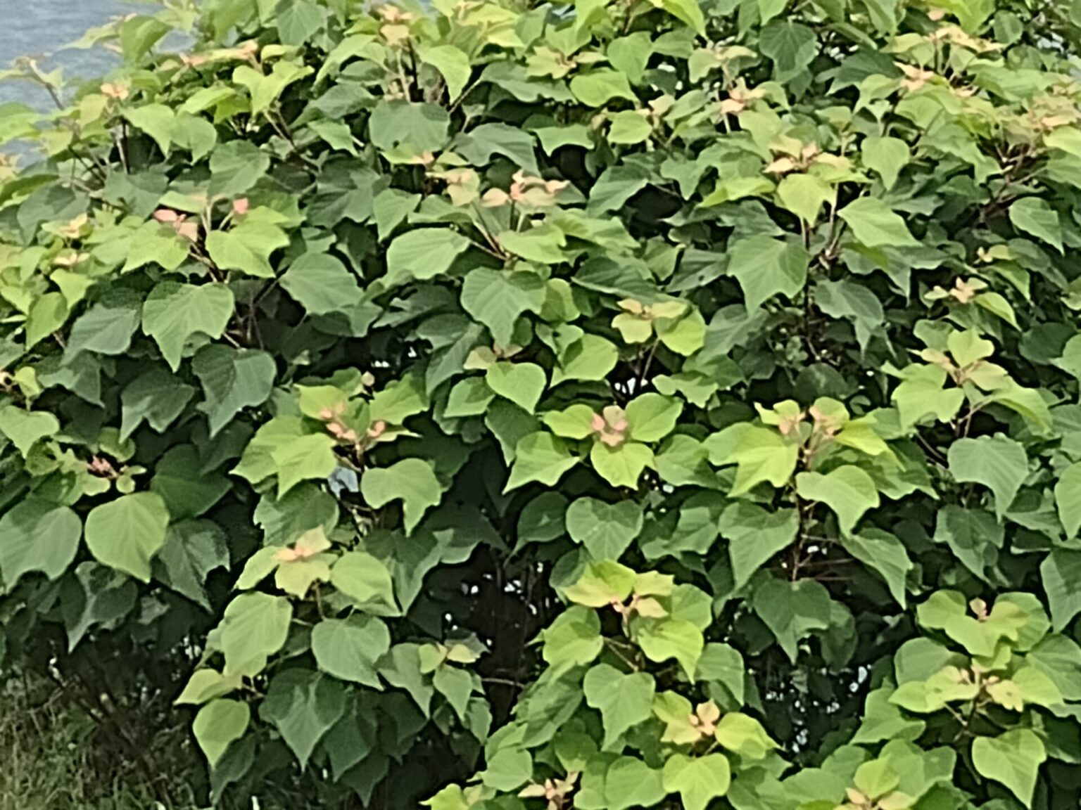 ウコギのおいしい食べ方【食べられる山野草】 | クラシリカ。