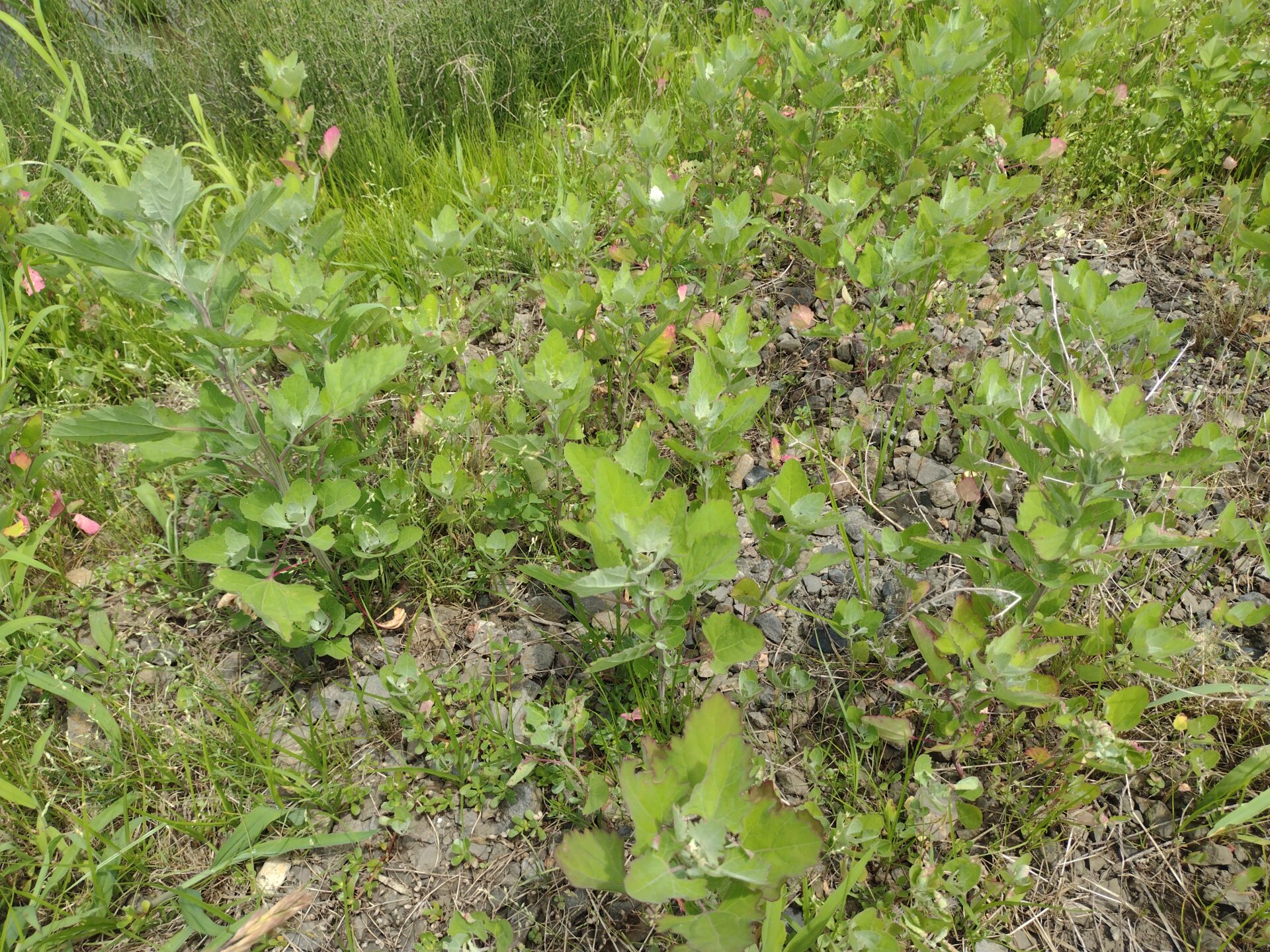シロザは栽培されていた?採取と食べ方【食べられる山野草】 | クラシリカ。