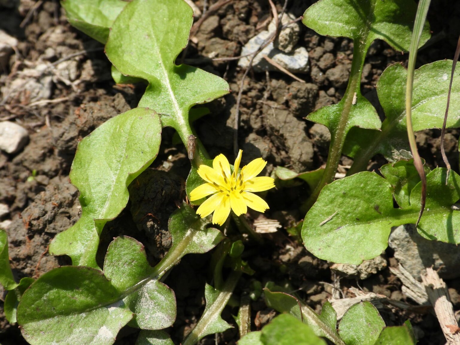 水生植物 ヒシの採取と食べ方【食べられる山野草】 | クラシリカ。