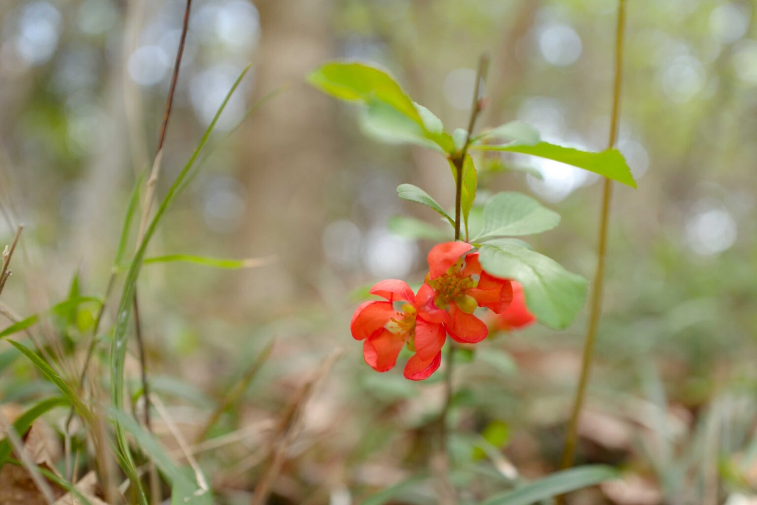 植物のオケラの採取と食べ方【食べられる山野草】 | クラシリカ。