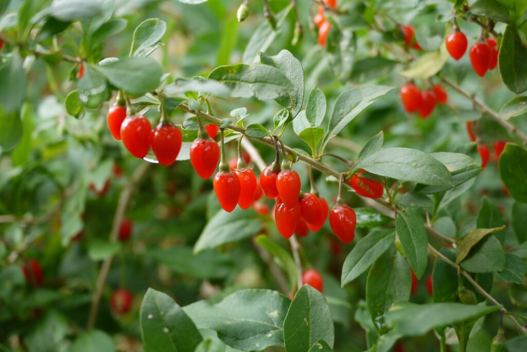 観賞だけじゃもったいない?ツワブキの採取時期と食べ方【食べられる山野草】 | クラシリカ。